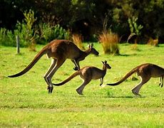 kangaroos in a field near some woods in Australia