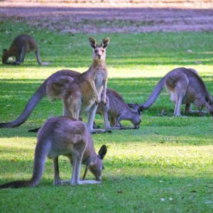 Five kangaroos standing in an open field near Uluru (Ayers Rock), surrounded by Australia’s red Outback landscape.