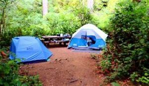 Two tents in a forest with a picnic table and trees