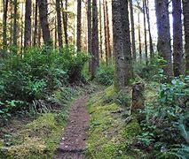hiking path through the woods with vegetation.