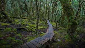 Mount Saint Clair National Park Tasmania 3 wooden path through the rainforest