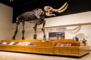 Ice Age in Appalachia museum exhibit featuring a large mastodon skeleton with long tusks, fossil displays, and educational panels.