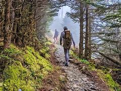 Hikers in the woods wearing backpacks on a trail with trees and moss on thr ground.