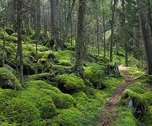 Hiking trail through the wood with green moss on the ground with many trees.