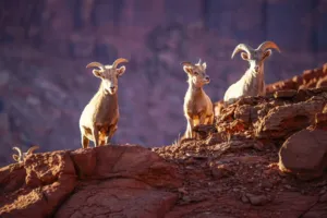 Valley of the Gods Utah: Camping, Hiking & Scenic Drive Guide 8 Desert bighorn sheep standing on rugged red-rock terrain in southeastern Utah.