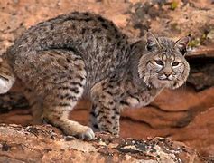 bobcat in the desert