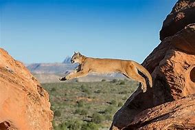 Bob cat lesaping at a steep canyon with flat lands on a cloudless day.