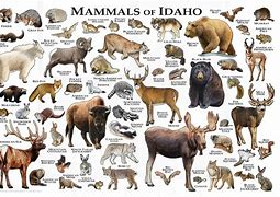 Shoshone Falls Idaho Vacation 5 Mammals of Idaho chart
