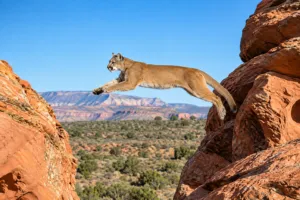 Lower Calf Creek Utah Vacation 2 Mountain lion leaping between red sandstone cliffs above a rugged desert canyon landscape under a clear blue sky.