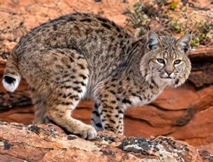 Bobcat standing alert on rugged red rocks in a mountainous wilderness habitat.