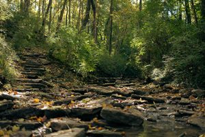 Rocky hiking trail with natural stone steps winding through a lush woodland forest, surrounded by tall trees, green vegetation, fallen autumn leaves, and sunlight filtering through the canopy.