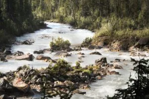 Sunwapta Falls Canada Vacation 4 Rocky Sunwapta River flowing through dense evergreen forest near Sunwapta Falls in Jasper National Park, Alberta, Canada.