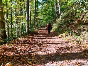Hiker wearing a red and black jacket walking along a leaf-covered forest trail surrounded by tall trees, lush green vegetation, and sunlight filtering through the woodland canopy.