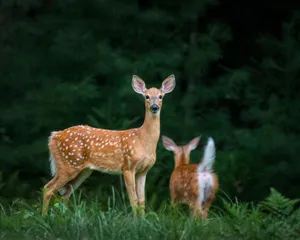 Two young white-tailed deer with reddish-brown coats and white spots standing in a lush green forest clearing, one facing the camera with ears raised while the other walks toward the dark woodland.