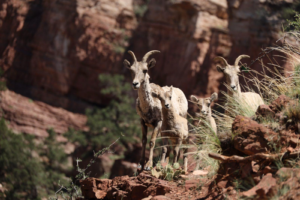 Bighorn sheep and young lambs standing among rugged red-rock canyon terrain near Havasu Falls, Arizona.