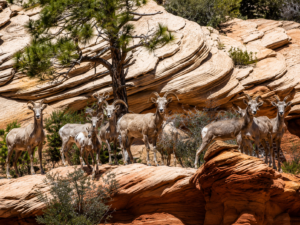Zion National Park Utah Vacation 5 Herd of bighorn sheep standing on colorful sandstone rocks surrounded by desert vegetation and pine trees near Zion National Park.