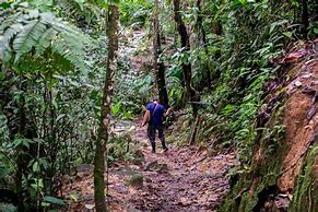 hiker walking through the jungle