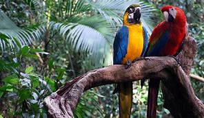 bird in a tree in the amazon rainforest
