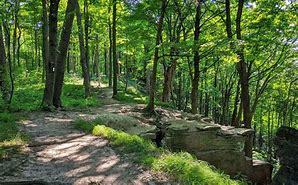 Hiking trail through the forest on a sunny day with lots of trees