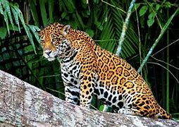 jaguar in a rainforest