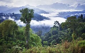 Amazon rainforest