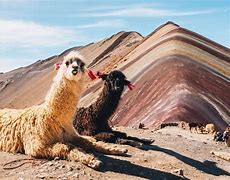 twom lama laying down with mountain in background