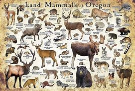 animal photos local animals Oregon