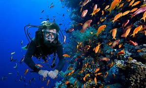 person scuba diving under water with fish nearby