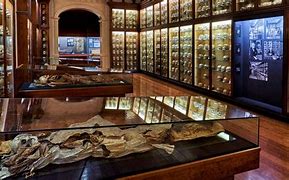 artifacts displayed in a museum