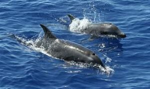 dolphins swimming in the ocean