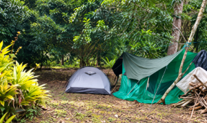 Forest campsite with a gray dome tent and green tarp shelter surrounded by dense trees and tropical vegetation.