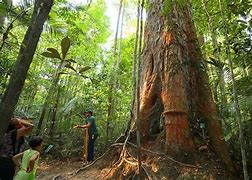 person standing in front of tree in a rainforest