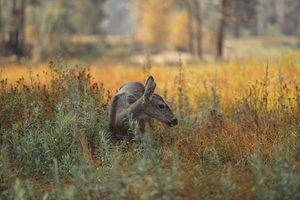 Wild deer standing among tall grasses and golden autumn vegetation in a peaceful woodland meadow, surrounded by trees and natural wildlife habitat.