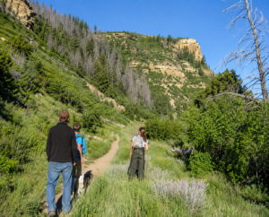 Hikers explore a scenic trail through lush greenery and towering sandstone cliffs in Mesa Verde National Park, Colorado, surrounded by forests and rugged canyon landscapes.