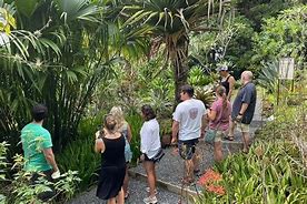People standing on a trail looking at scenery in a rainforest with trees and vegetation.