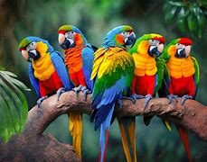 Parots sitting on a branch at a rainforest