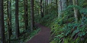 Hiking Trail in a thick forest with lots of vegetation