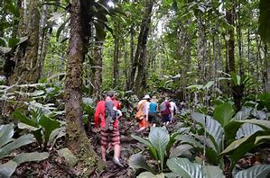 Angel Falls Venezuela Vacation 3 People hiking with bsackpacks in a rainforest with lots of vegetation on a hot sunny day.