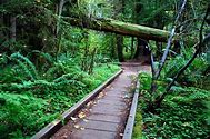 Path in a woods with trees and vegetation.