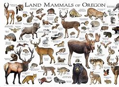 animal photo chart of Oregon