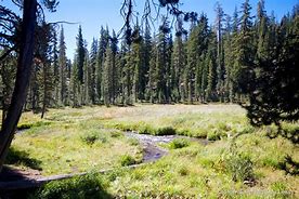 hiking trails through a field with a forest