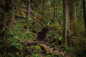 Beacon Rock WA. Camping And Hiking Tours 2 Wooden hiking trail staircase winding uphill through a dense evergreen forest surrounded by moss-covered rocks, lush green ferns, and tall trees.