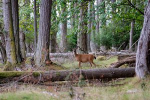 Beacon Rock WA. Camping And Hiking Tours 5 Brown deer standing in a peaceful woodland clearing surrounded by tall trees, fallen logs, moss-covered rocks, and green forest vegetation.