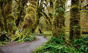 Tees covered with moss in a forest on a path.