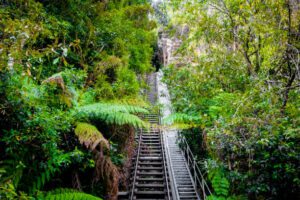 Railroad tracks winding through a dense forest with a wooden walkway nearby, offering vacationers a scenic tour through towering trees and lush greenery.