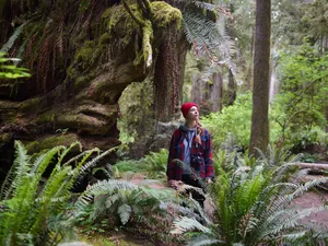 Hiker exploring a lush temperate rainforest surrounded by towering trees, moss-covered trunks, and dense green ferns.