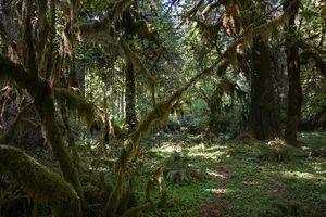 Lush moss-covered temperate rainforest with towering trees, hanging moss, ferns, and sunlight filtering through the dense forest canopy.