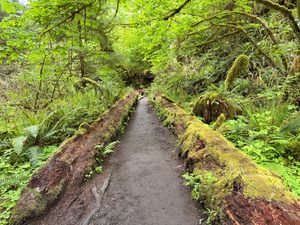 Narrow hiking trail winding through a lush temperate rainforest surrounded by moss-covered fallen logs, ferns, and dense green forest vegetation.