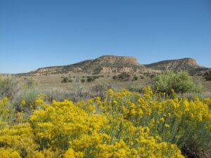 Canyon with steep walls and flowers in a field with a blue sky.