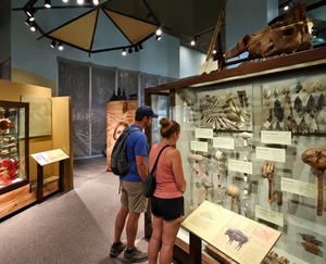 Two visitors exploring a museum exhibit, examining glass display cases filled with historical artifacts, ancient tools, stone arrowheads, pottery, and cultural objects in a beautifully illuminated museum gallery.
